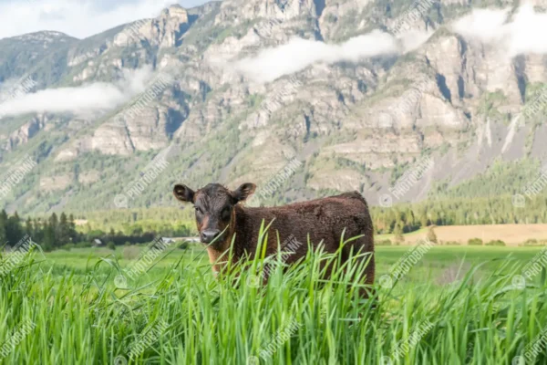 Cow with mountains