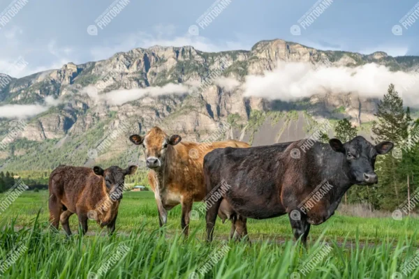 Three cows in a field