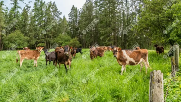 Herd of cows in a field