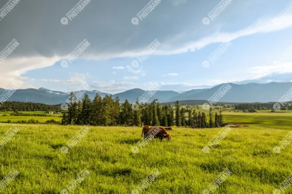 Longhorn cow with tree backdrop