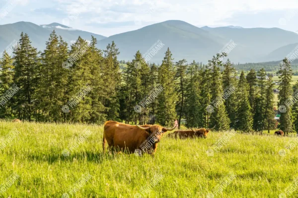 Two cows in the grass