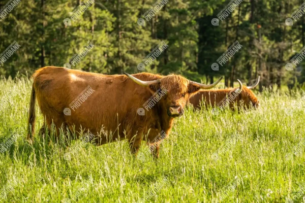 Highland cows in the grass