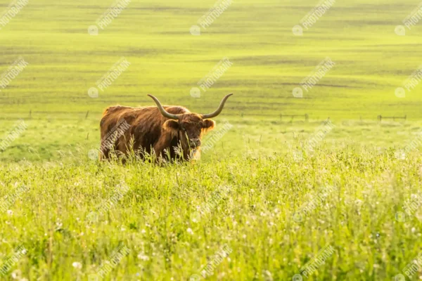 Lone highland cow in field