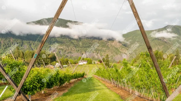 Orchard with mountain view