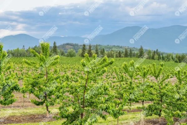 Fruit trees