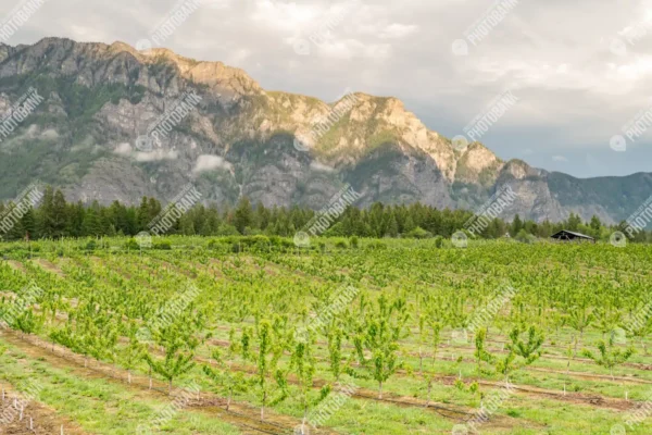 Scenic orchard view